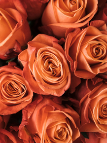 Roses | Нежные розы