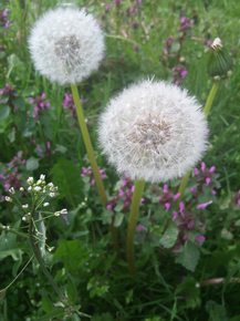 Dandelions | Одуванчики