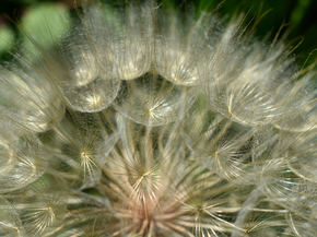 Dandelions | Одуванчики