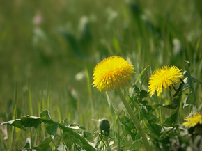 Dandelions | Одуванчики