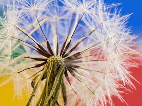 Dandelions | Одуванчики