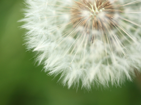 Dandelions | Одуванчики