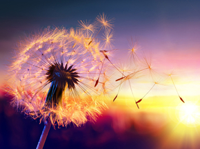 Dandelions | Одуванчики