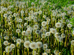 Dandelions | Одуванчики