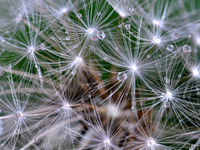 Dandelions | Одуванчики
