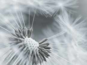 Dandelions | Одуванчики