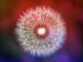 Dandelions | Одуванчики