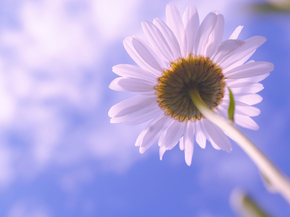 Dandelions | Одуванчики