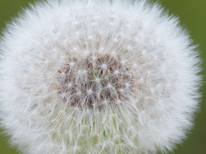 Dandelions | Одуванчики