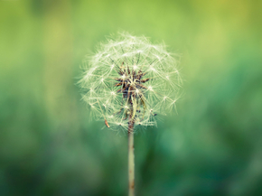 Dandelions | Одуванчики