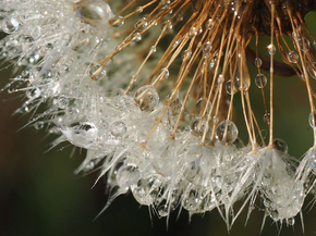 Dandelions | Одуванчики