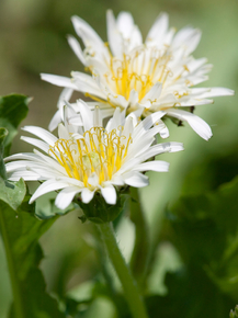 Dandelions | Одуванчики