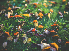 Autumn | Осень
