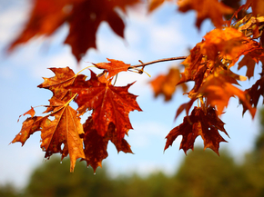 Autumn | Осень