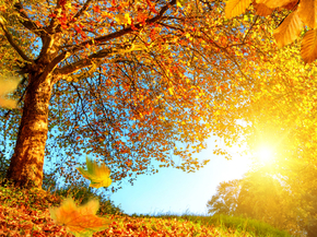 Autumn | Осень