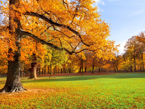 Autumn | Осень