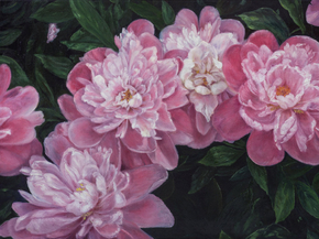Peonies | Пионы
