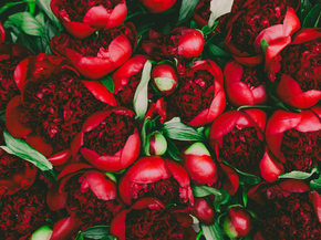 Peonies | Пионы