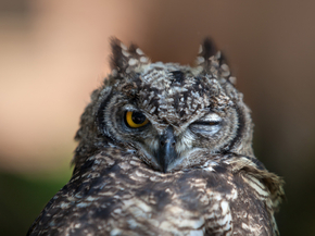 Owl | Сова