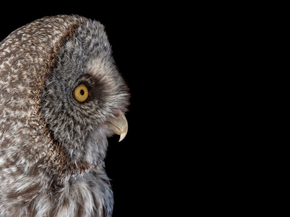 Owl | Сова