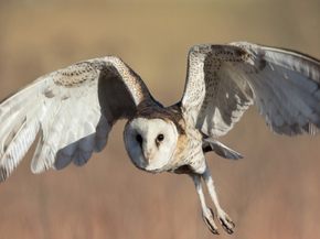 Owl | Сова