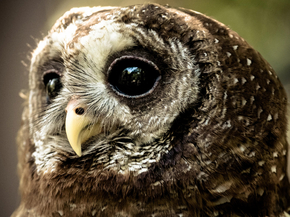 Owl | Сова