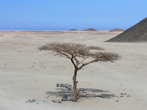 Desert | Пустыня
