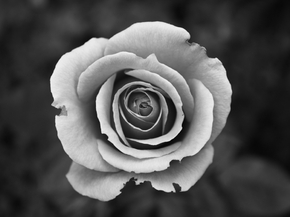 Rose | Роза