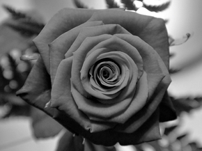 Rose | Роза