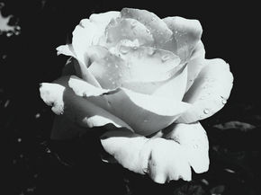 Rose | Роза