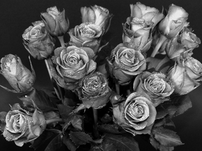 Rose | Роза