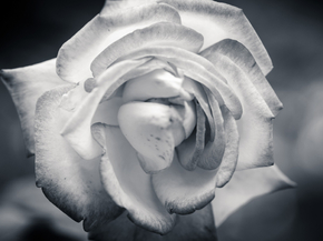 Rose | Роза