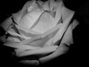 Rose | Роза