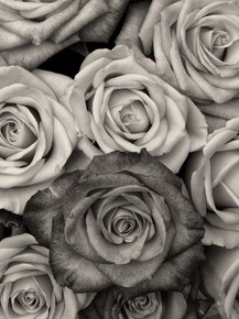 Rose | Роза