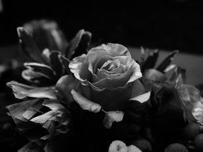 Rose | Роза