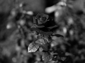 Rose | Роза