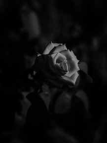 Rose | Роза