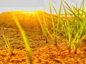 Sun & grass | Солнце и трава