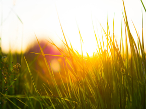 Sun & grass | Солнце и трава