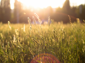 Sun & grass | Солнце и трава
