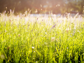 Sun & grass | Солнце и трава