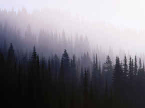 Fog | Туман