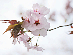 Japanese nature | Японская природа