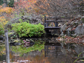 Japanese nature | Японская природа