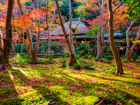 Japanese nature | Японская природа