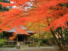 Japanese nature | Японская природа