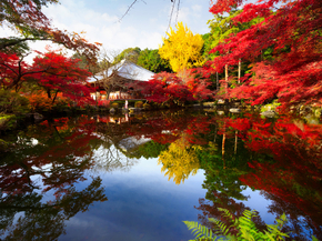 Japanese nature | Японская природа