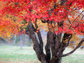 Japanese nature | Японская природа