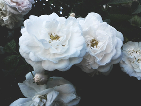 Roses | Белые Розы