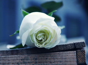 Roses | Белые Розы